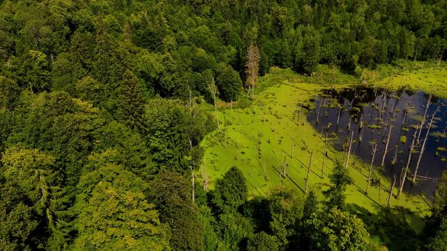Aerial View of a Sun-Drenched Forest and Bog with Dead Trees - Lush Green Landscape and Dark Water