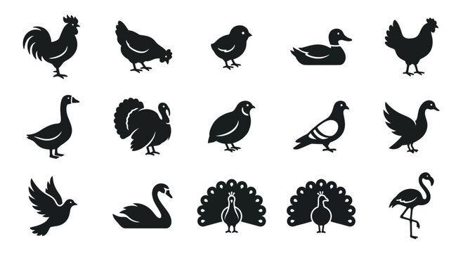 Set of bird icons: chicken, duck, turkey, swan, peacock, flamingo, pigeon, quail