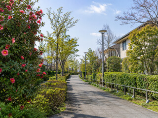 Fototapeta premium Sunny residential walkway lined with green trees and blooming camellias in spring