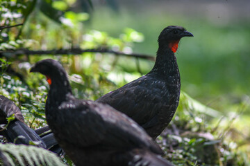 Obraz premium dusky-legged guan