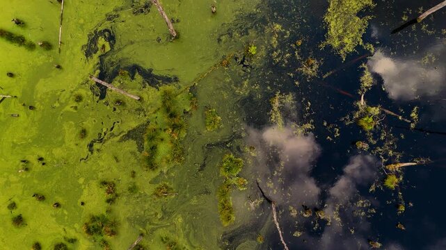 Aerial View of Swamp with Vibrant Green Algae and Submerged Wood - Nature's Abstract Painting