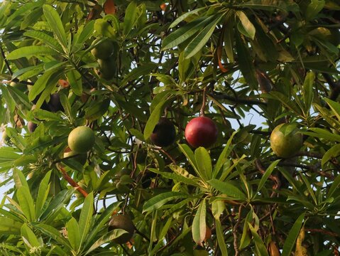 Low angle view of a green Cerbera odollam fruit (commonly known as the suicide tree or Bintaro) hanging from a tree branch among dense tropical foliage in a garden