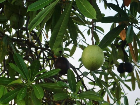 Low angle view of a green Cerbera odollam fruit (commonly known as the suicide tree or Bintaro) hanging from a tree branch among dense tropical foliage in a garden