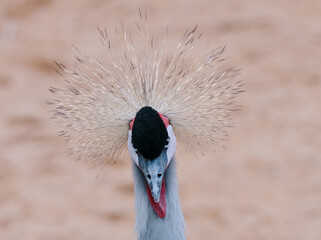 Obraz premium A crested crane displays its distinctive plumage featuring a striking crown of feathers with a close up view of the bird head