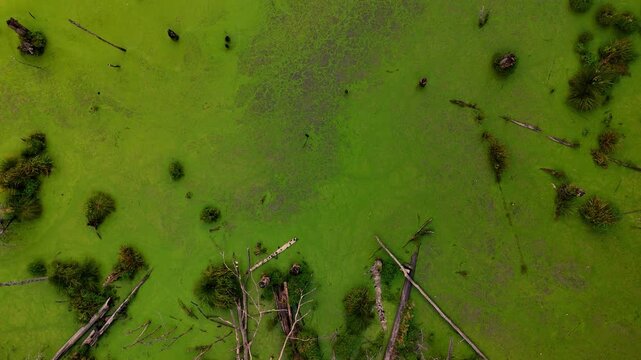 An aerial view captures a vibrant, algae-covered wetland with fallen trees. The mood is natural and serene, ideal for environmental, nature, or wilderness projects