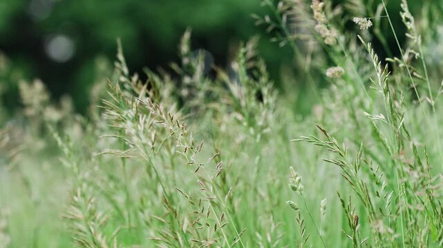 Natural green grass swaying in the wind on a beautiful sunny day. Lush, fresh stalks moving gently in a summer meadow, creating a soft, blurry background with a nice bokeh effect