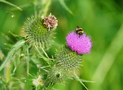 Bumblebee covered in pollen on a thistle
