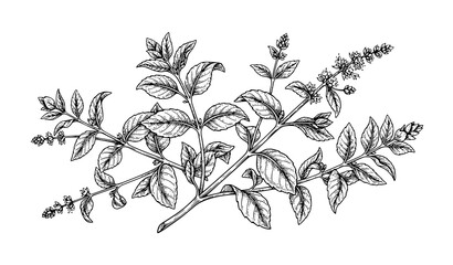 Fresh Mussels Ink Sketch Hand Drawn Seafood Engraving Vector Illustration Isolated on White Background © Mdashadul