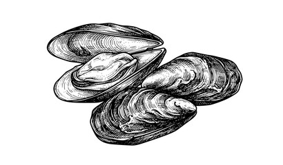 Fresh Mussels Ink Sketch Hand Drawn Seafood Engraving Vector Illustration Isolated on White Background © Mdashadul