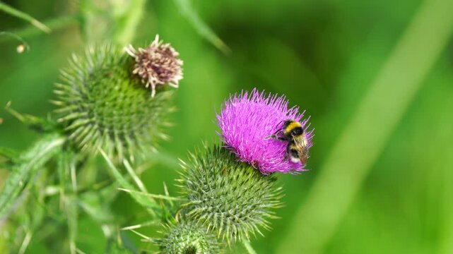 Bumblebee covered in pollen on a thistle