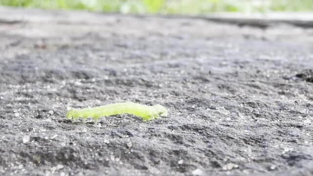 green caterpillar 