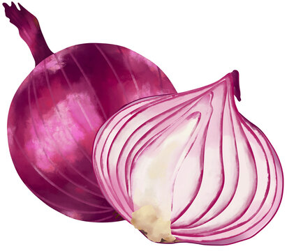 Whole Red Onion and Cut Halved Illustration Isolated on Transparent Background 