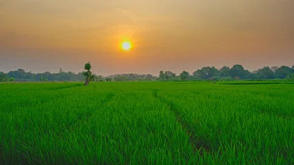 Fototapete Grün Vast green rice field under a bright golden sunset sky in an expansive rural agricultural landscape  © EkoPriyatno