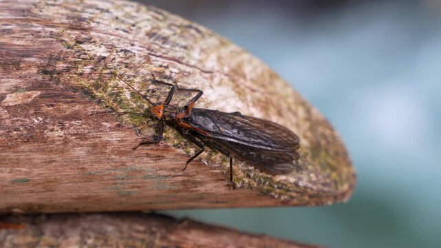 A stonefly insect with dark wings and an orange head rests steadily on a textured wooden railing beside a flowing mountain river, captured in natural light.