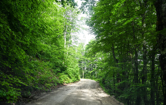 Macadam dirt road winding through a lush green forest in spring. Unpaved forest path surrounded by vibrant green branches in springtime.