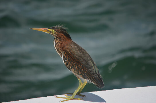 Juvenile Green Heron