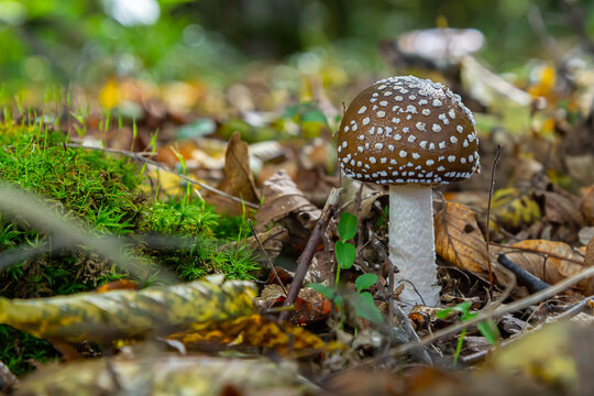 The Amanita pantherina, or the Panther Cap, a beautiful and iconic mushroom. A muted relative of the Amanita muscaria or fly agaric, its cap features a bold pattern