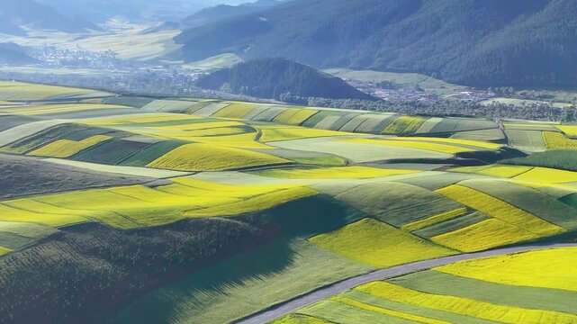 Aerial view of vibrant yellow canola fields and rolling hills with mountain range in the background on a sunny day.