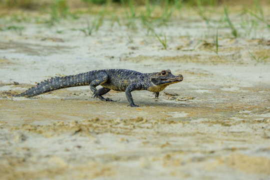 A small caiman walking across sandy ground outdoors in the wild with alligator crocodilian wildlife