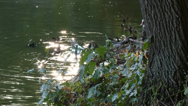 Mulard ducks and ducklings gathering near large tree trunk on sparkling water surface. Sunlight, wide shot, habitat preservation atmosphere. Diversity and seasonal change concept.