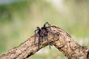 Close-up of a dark tarantula spider crawling on a rough wooden log in its natural environment © vaclav