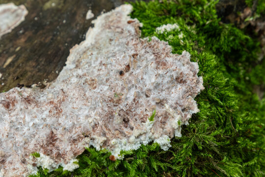 Schizopora paradoxa grows on a fallen log in a damp forest during early spring near a stream showing a tooth-like surface with a light crust