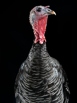  domestic turkey against a solid black background.