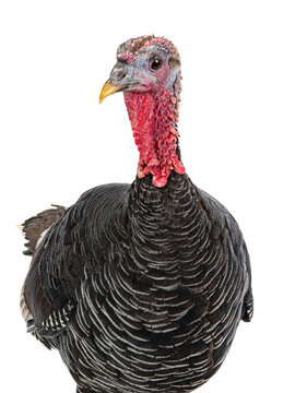 A front view of a domestic turkey on white background.