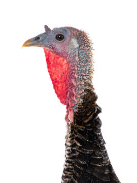 close-up profile of a turkey on white background.