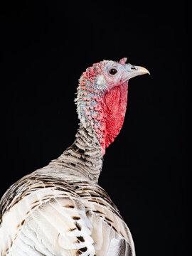 domestic turkey head and neck on black background.