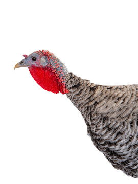 A domestic turkey head and neck on white background.