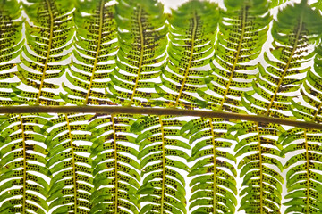 Detailed macro shot of green fern leaf showing rows of brown spores underneath with bright backlight. © EkoPriyatno