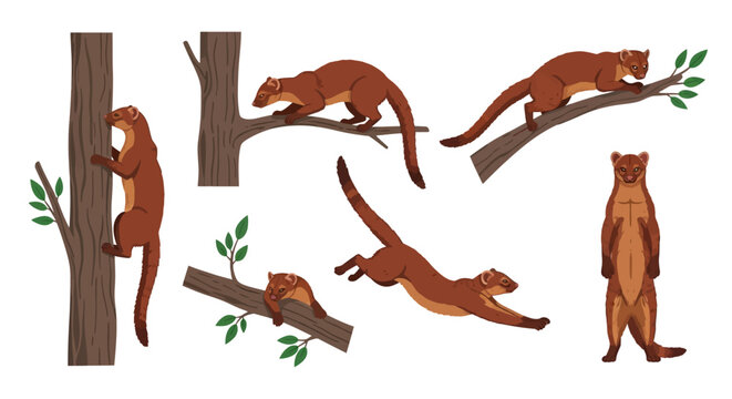 Fossa Vector Illustration Set with Climbing and Hunting Poses