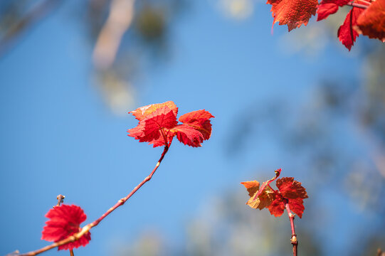 Low angle view of red grape vine leaves against blue sky with leaves illuminated by morning sunlight in late autumn and early winter, Victoria, Australia