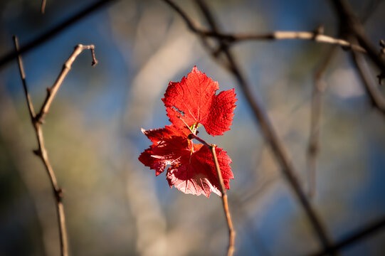 Low angle view of red grape vine leaves against blue sky with leaves illuminated by morning sunlight in late autumn and early winter, Victoria, Australia