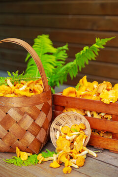 Chanterelle mushrooms in a wicker basket and a wooden crate on a wooden table.