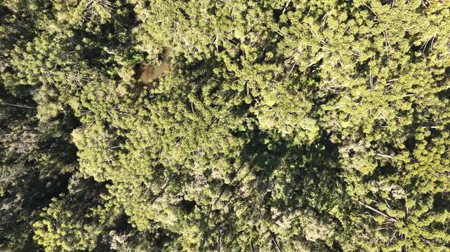 Aerial view of a brazilian rainforest with Araucaria trees