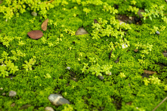 Background with moss