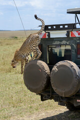 Guépard, © JAG IMAGES