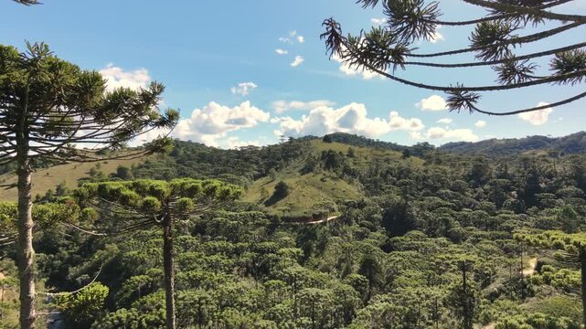 Aerial view of a brazilian rainforest with Araucaria trees