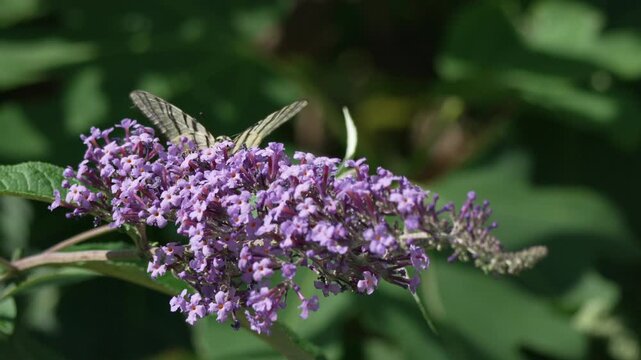 Striped butterfly feeding on purple lilac flowers in a lush garden. Close-up static shot.