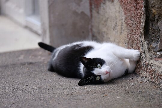 Funny tuxedo cat is relaxing on the sidewalk. Horizontal image with selective focus.	