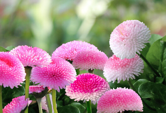 Pink flowers of English daisy. Bellis perennis pompon Ette, daisy in garden. 