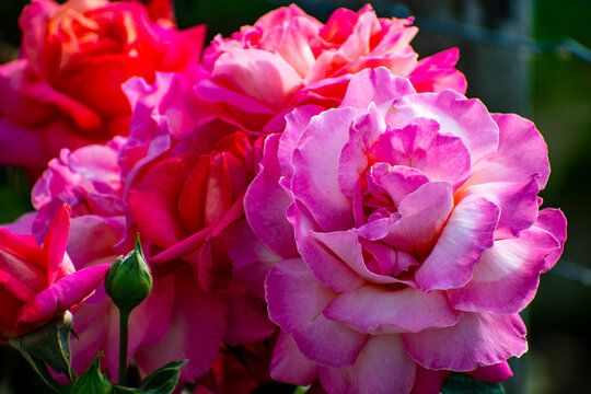 Rosa &lsquo;Hannah Gordon&rsquo; with White Blooms Edged in Cherry Red