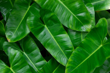 Close-Up of a Green Philodendron Leaf, Tropical Foliage Background © Latthaphon