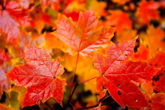 Maple leaves background in the fall season