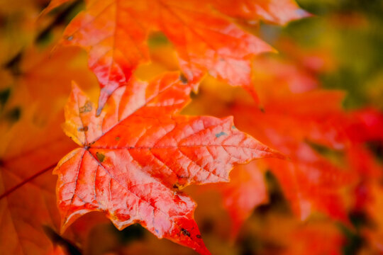 Maple leaves background in the fall season