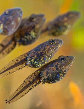 Young tadpoles swimming in shallow water