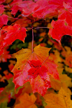 Maple leaves background in the fall season