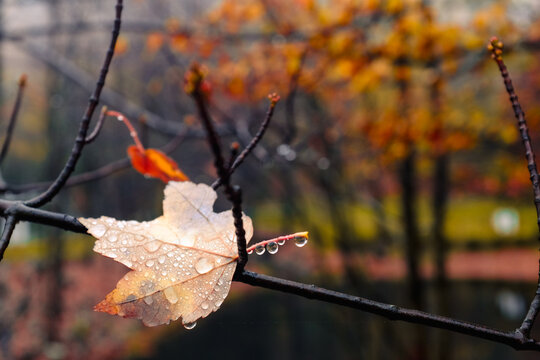 A maple leaf standing alone in a fall background